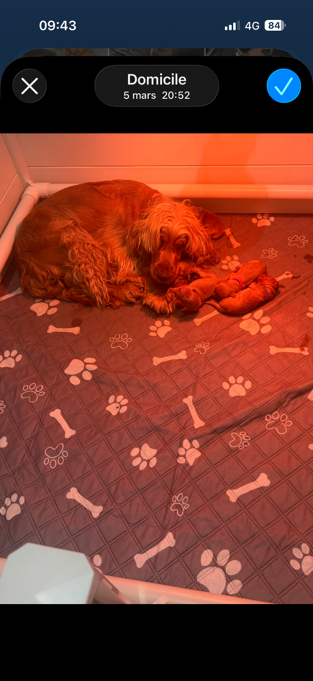 Lidzimaest du pays Gardois : Naissance de notre portée du 4 février