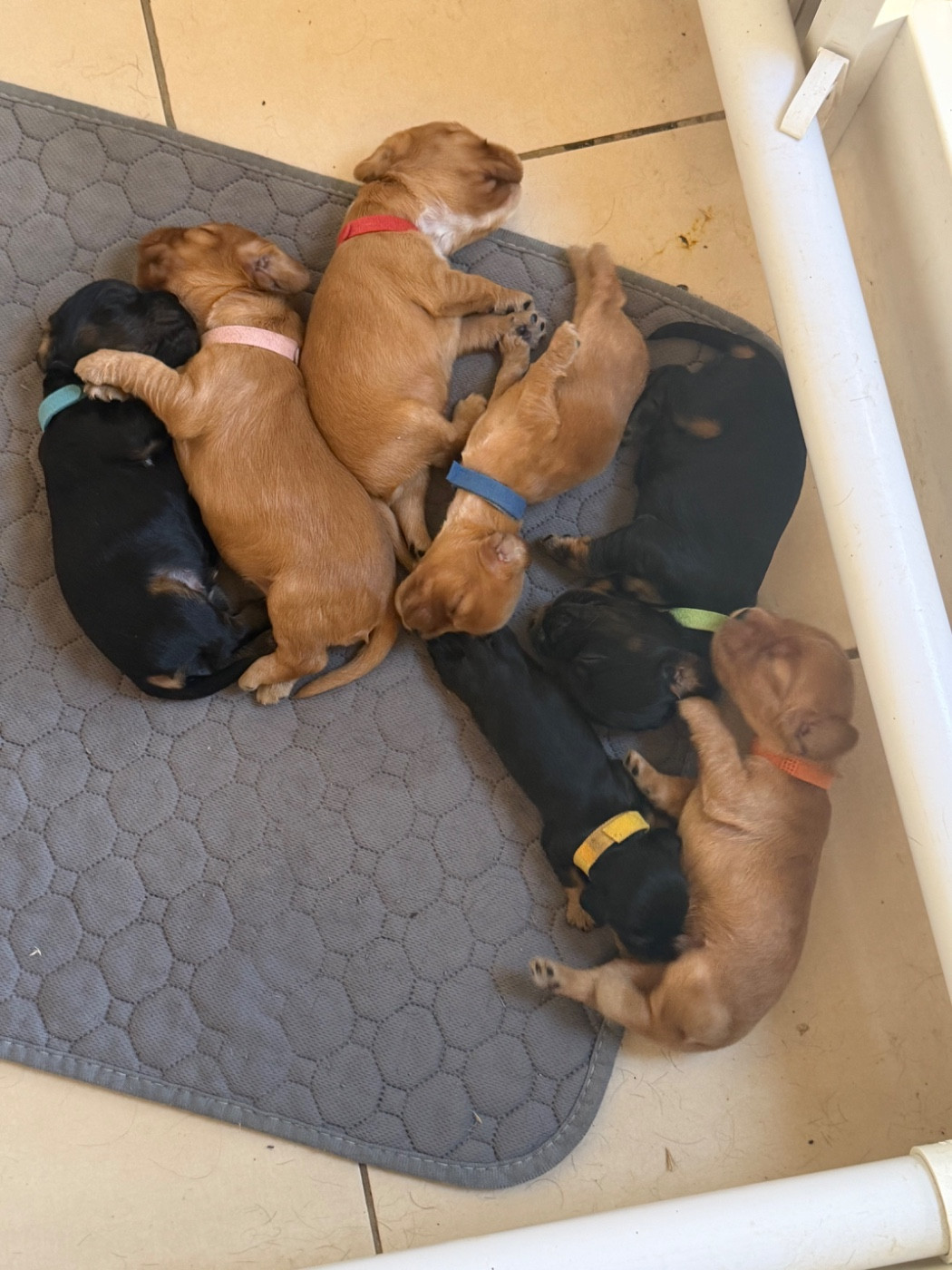 Naissance chiots Cockers Anglais