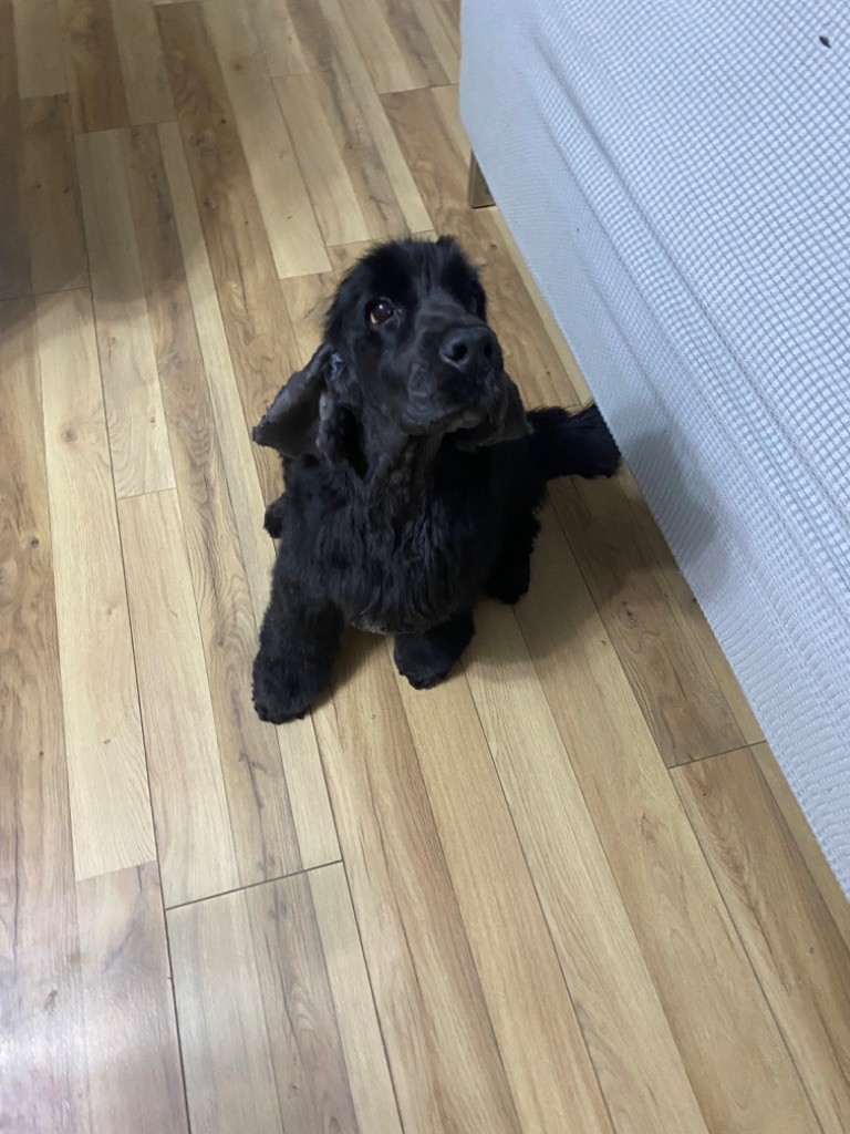 Maestro