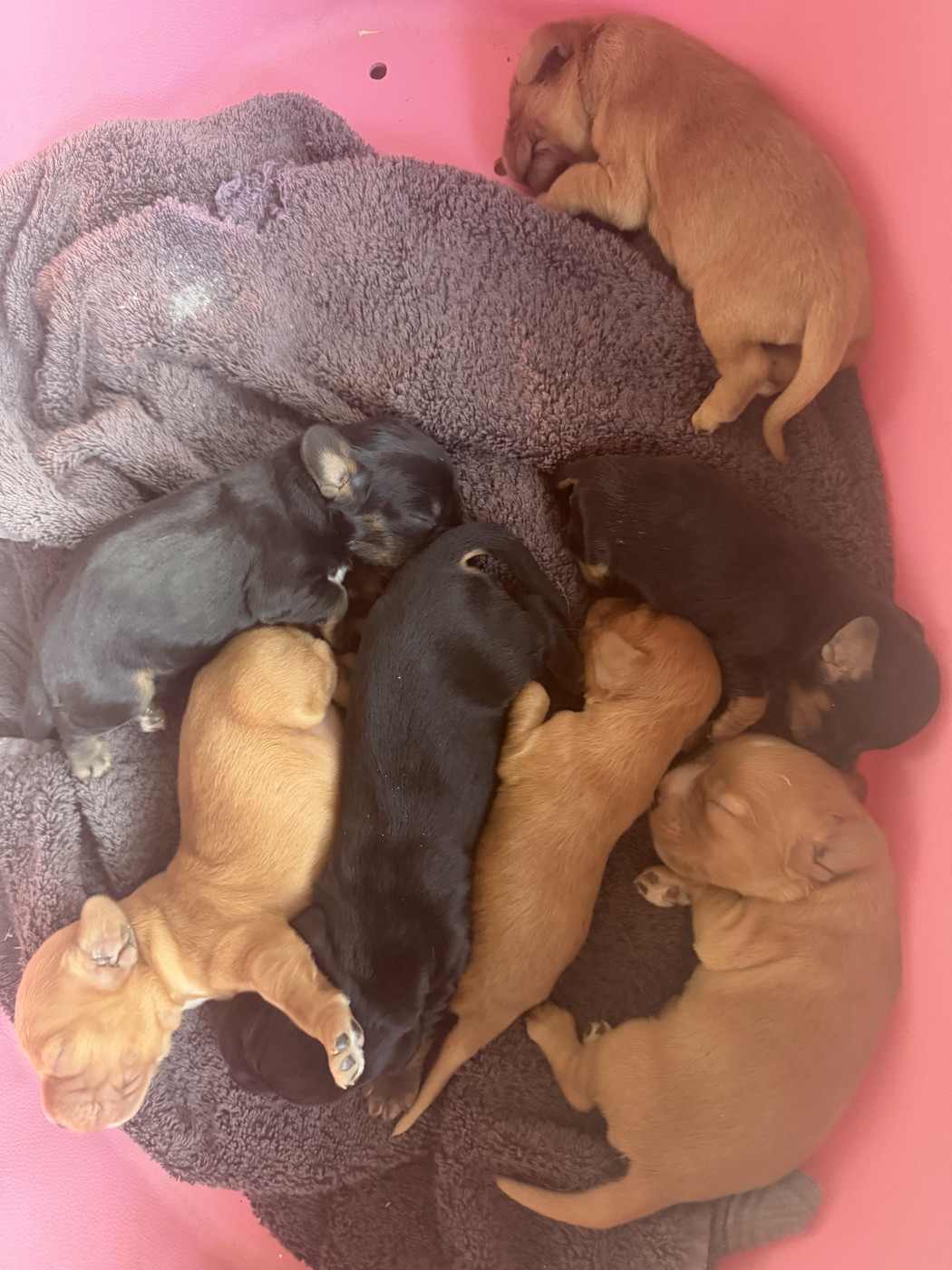 Chiot Cocker Spaniel Anglais Lidzimaest Du Pays Gardois
