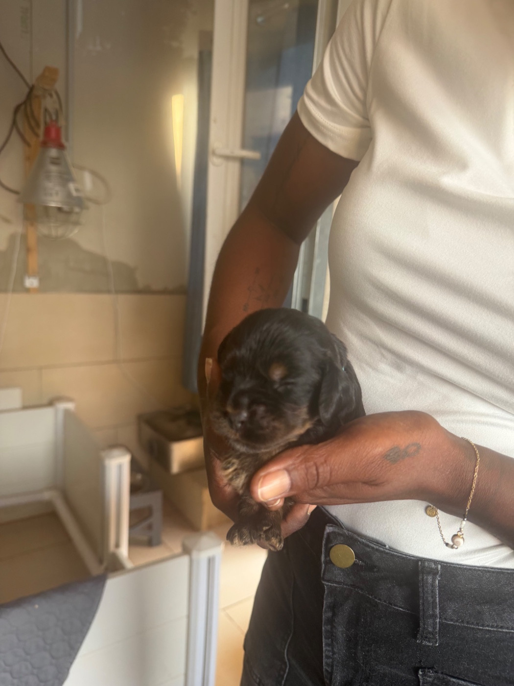 Lidzimaest Du Pays Gardois - Chiots disponibles - Cocker Spaniel Anglais