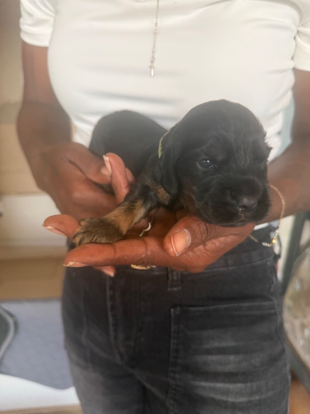Lidzimaest Du Pays Gardois - Chiots disponibles - Cocker Spaniel Anglais