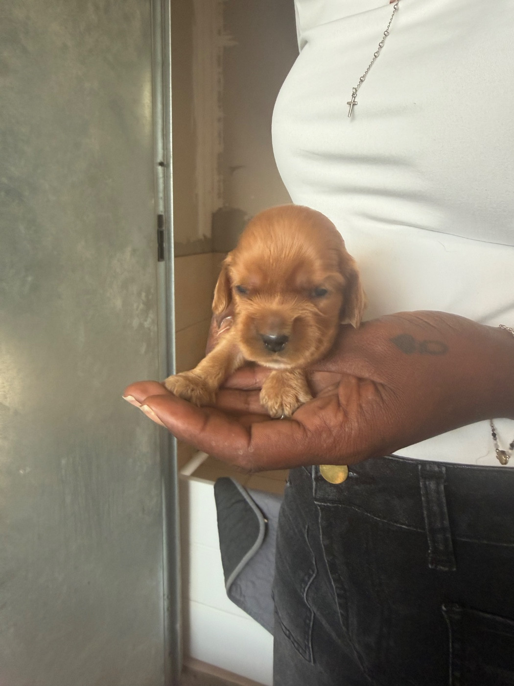 Lidzimaest Du Pays Gardois - Chiots disponibles - Cocker Spaniel Anglais