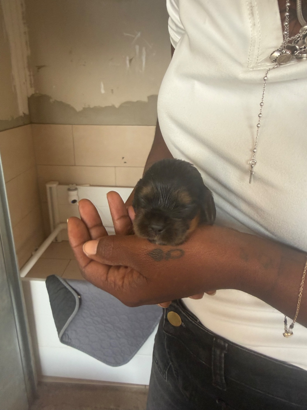Lidzimaest Du Pays Gardois - Chiots disponibles - Cocker Spaniel Anglais