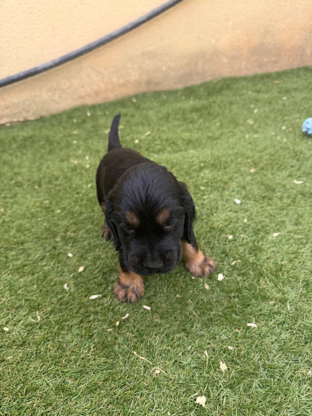 Lidzimaest Du Pays Gardois - Chiots disponibles - Cocker Spaniel Anglais