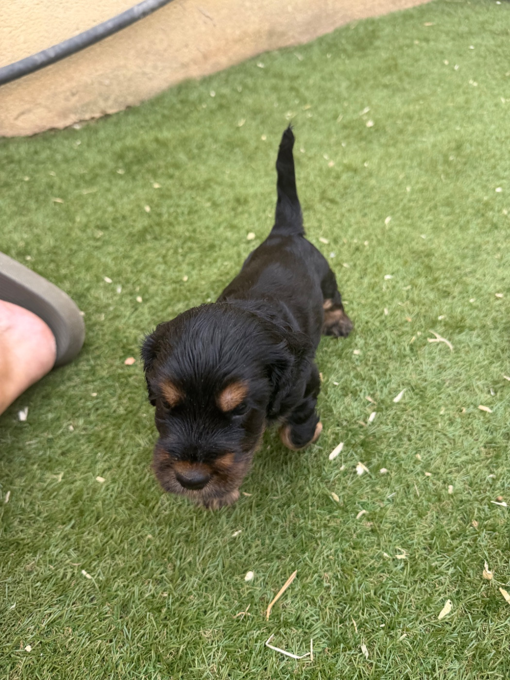 Lidzimaest Du Pays Gardois - Chiots disponibles - Cocker Spaniel Anglais