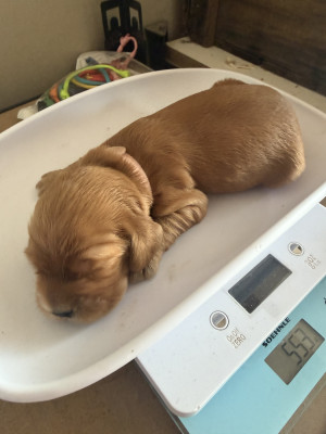 Chiot N°1