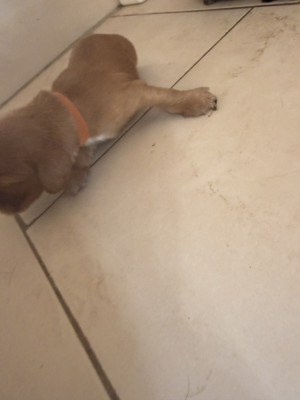 Chiot N°4