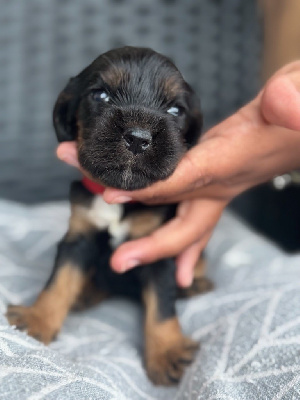 CHIOT 2