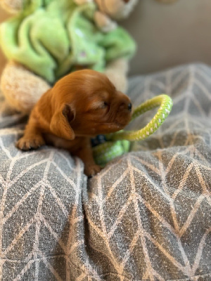 CHIOT 4