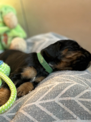 CHIOT 1